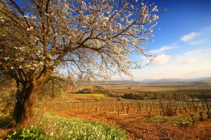 Vignes et paysage des corbières