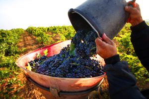 Grappes de raisin récoltées et versées dans un seau